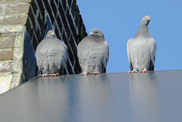 3 pigeons perched on the edge of a solar panel
