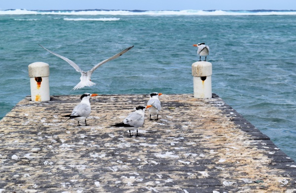 A dirty ocean dock that needs expert cleaning and bird control