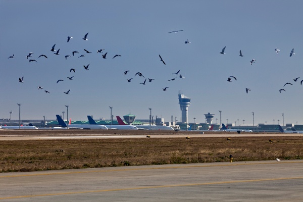 A flock of birds flying above an airfield
