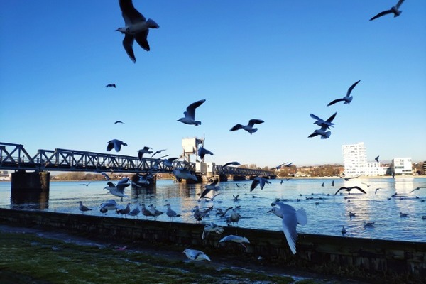 A huge group of seagulls circling at the fjord shoreline next to railway bridge on a cold sunny winter day