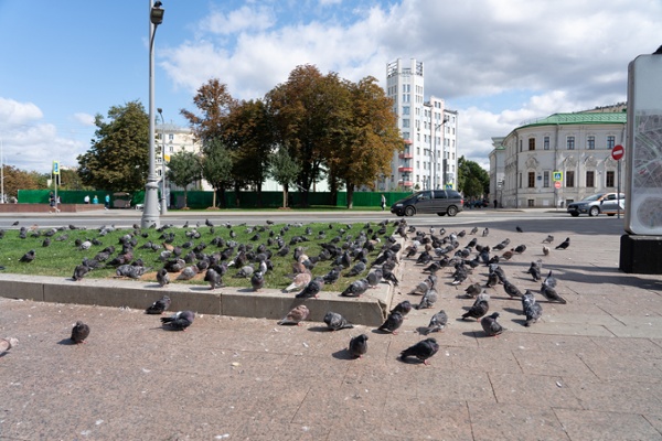 A large group of pest birds on a commercial lawn