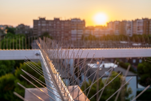 A ledge with pest bird control spikes