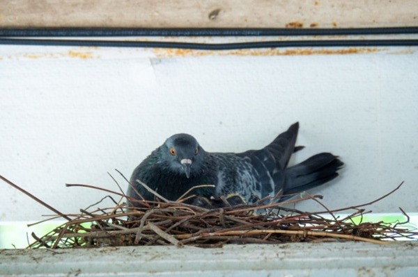 A pigeon nesting near a roof
