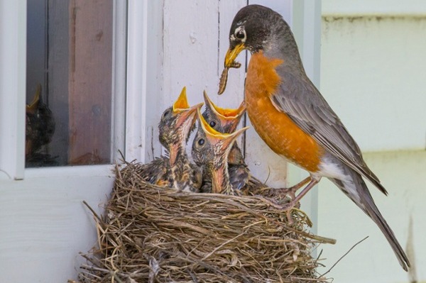 Adult robin feeding chicks in a nest