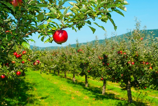 Apple orchard protected with open space bird control