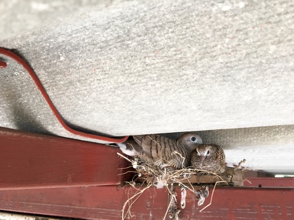 bird nest in an industrial building's ceiling