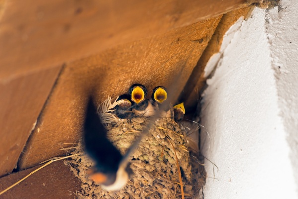 bird flying away from an active nest with baby birds in a covered porch