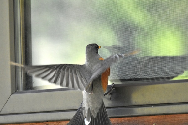 Bird attacking its reflection in a window