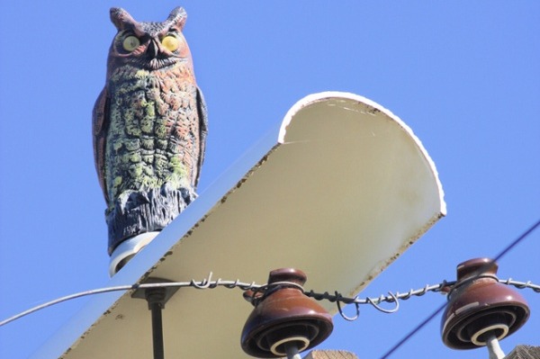 Bird deterrent owl guarding an electrical pole