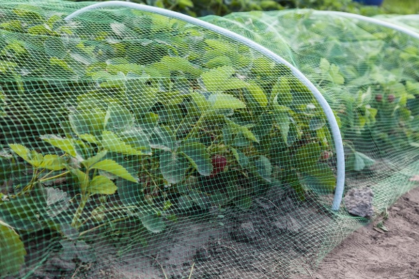 Bird netting keep birds away from crops