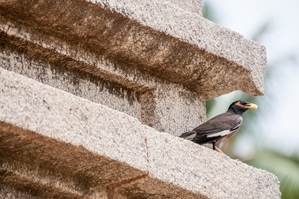 Bird on a building ledge