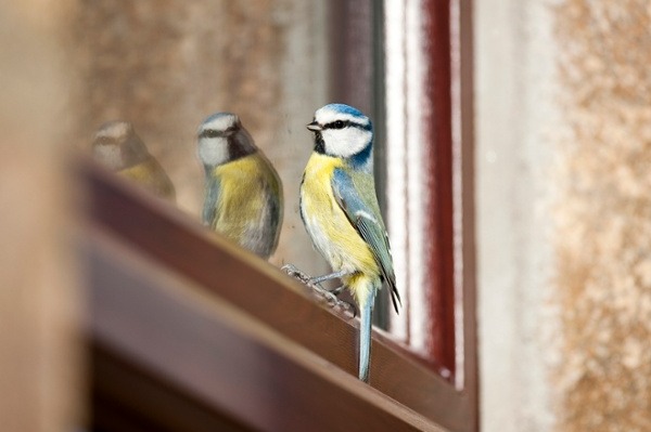 Bird perched near a window with protective measures to stop birds from flying into windows