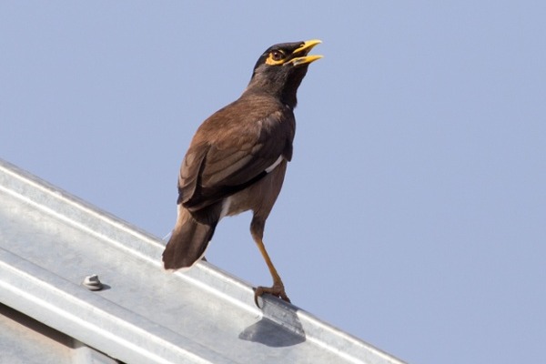 Bird sitting on the ledge of a metal roof