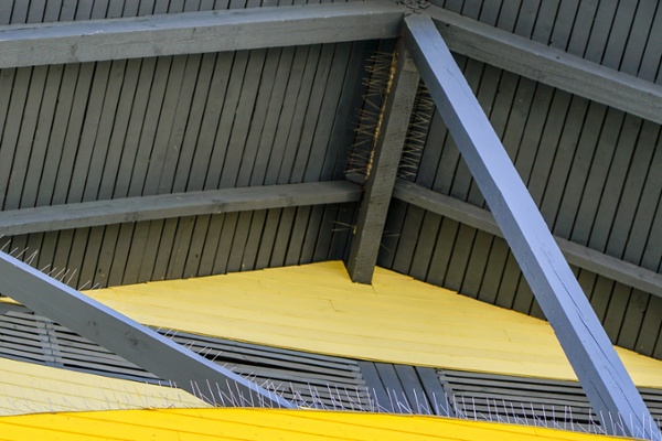 Bird spikes lining the interior of a wooden roof