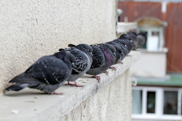 Birds crowding along the edge of a city building