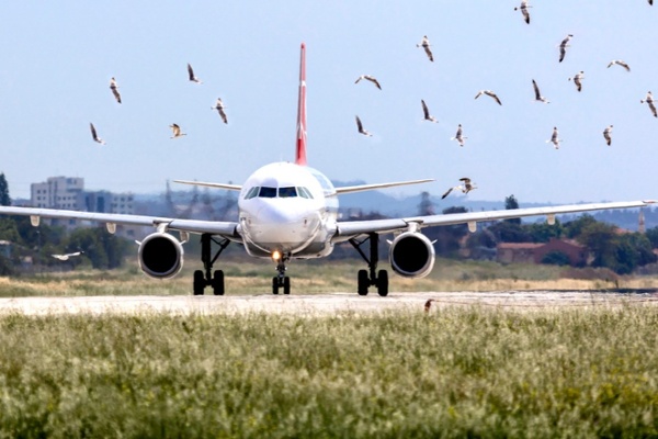 Birds flying around a taxiing airplane