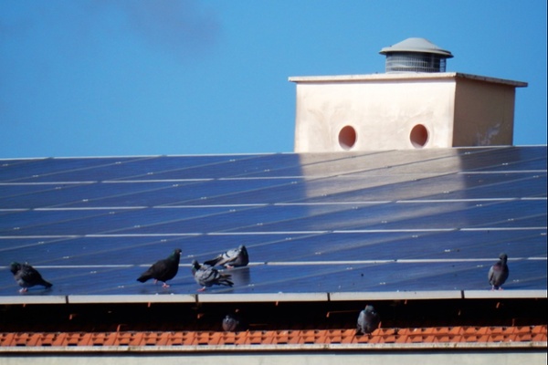 Birds perching on and under solar panels