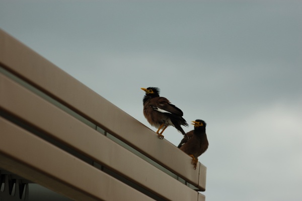 Birds sitting on a building ledge