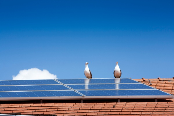 Birds sitting on rooftop solar panels