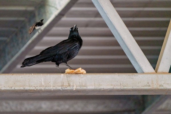 Black bird sitting on a big box store ceiling rafter