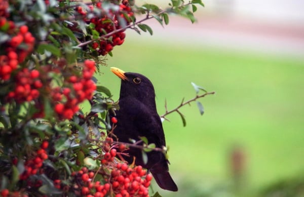 Blackbird eating berries out of a garden