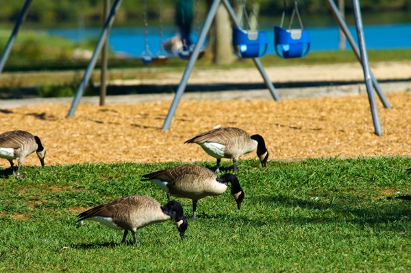 Canada geese near a playground and pond without open space bird control