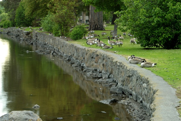 Canada geese walking along the edge of a neighborhood pond