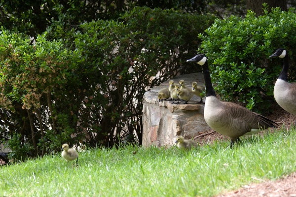 Canada geese walking in a yard