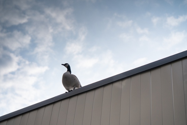 Canada goose on a warehouse roof-1