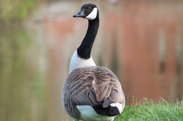 Canada goose standing in a residential yard