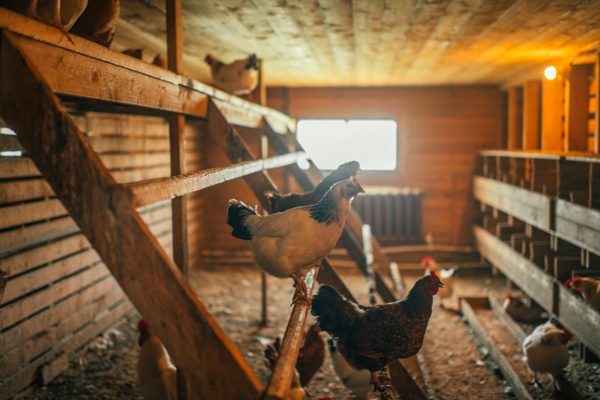 Chickens inside a small coop
