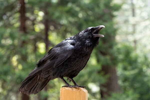 Crow cawing as its perched on a fence