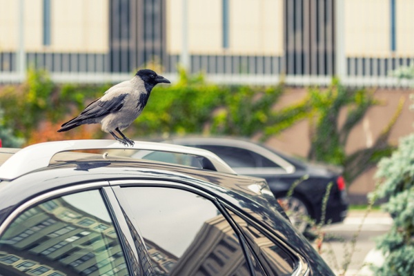 Crow perched on a car in a neighborhood