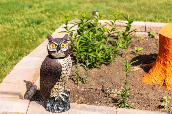 Decoy owl in a residential garden