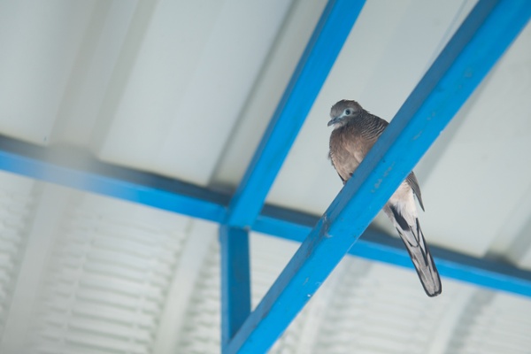 Dove inside a commercial warehouse