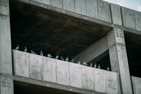 Empty parking garage full of pigeons