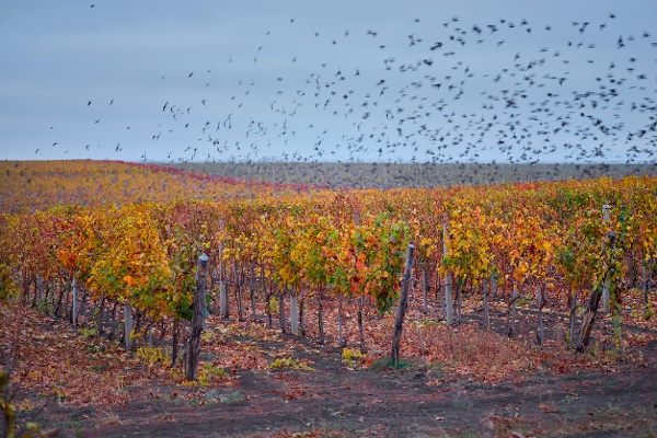 Flock of birds above a vineyard