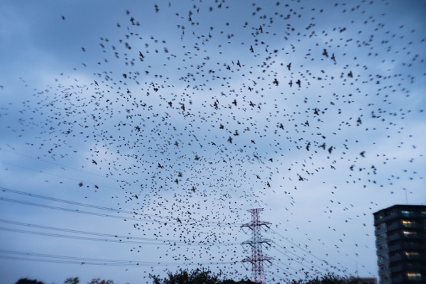 Flock of starlings in the sky