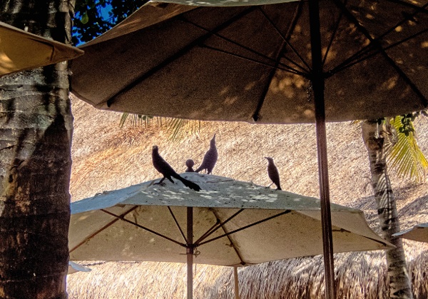 grackles on top of a table umbrella at a restaurant