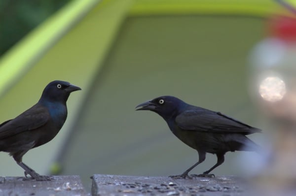 grackles eating crumbs on a picnic table
