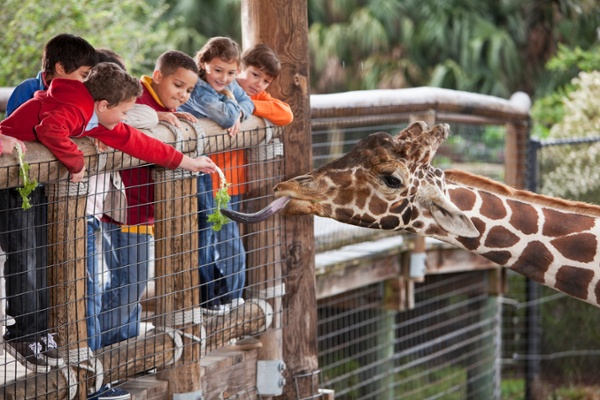 Group of children at a giraffe enclosure in a zoo with good bird control