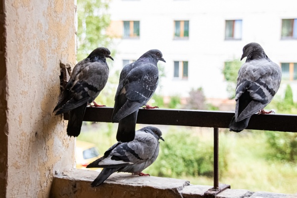 Group of pigeons sitting on a rail of a building-1