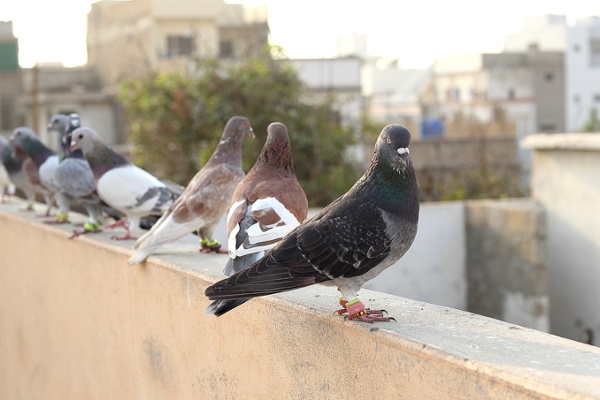 Identifying damage caused by lots of pigeons and pest birds can help you learn how to sell StealthNet