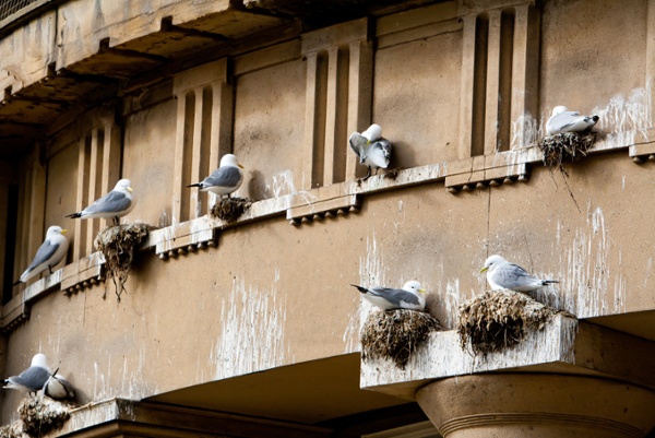 Kittiwakes nesting on and damaging a building exterior