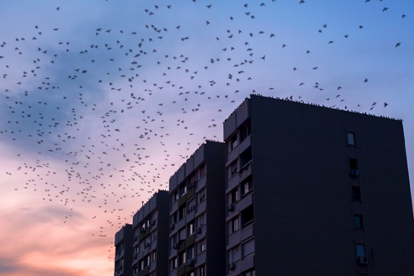 Large flock of birds deterred by new technology solutions for bird control