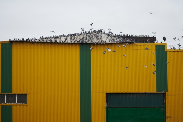 Large flock of pest birds on an agricultural warehouse roof