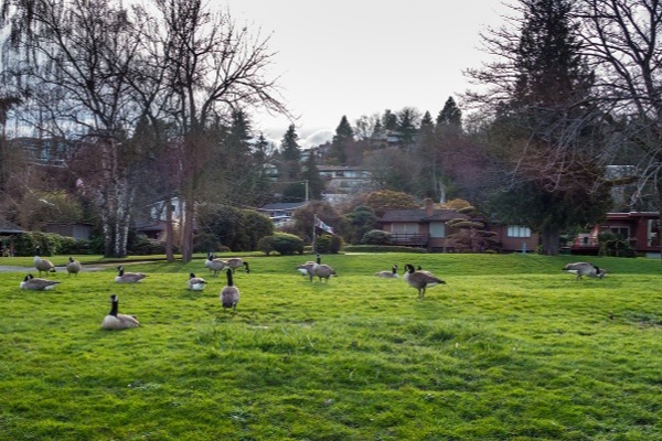 Large group of Canada geese walking around a park