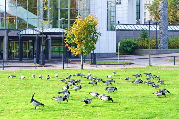 Lots of geese across a commercial lawn