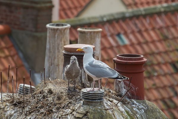 Marine pest birds on a messy rooftop