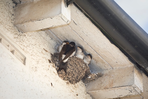 Birds nesting under an eave.